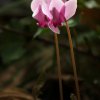 Cyclamen