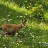 Chamois