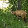 Chamois