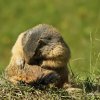 Marmotte