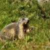 Marmotte