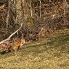 Renard en tournée