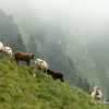 Moutons