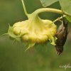 Verdier la bouche pleine