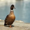 Toujours le même drôle de canard