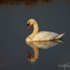 Cygne