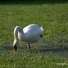 Cygne