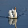 Cygne