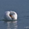 Cygne