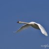 Cygne