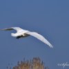 Cygne