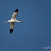 Avocette