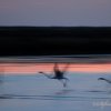 Flamants roses en flou artistique