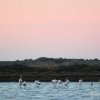 Flamants roses