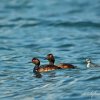 Famille de grèbes à cou noir