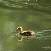 Bébé nette rousse