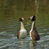 Couple de grèbes huppés