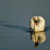 Cygne