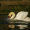 Cygne