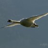 Cygne