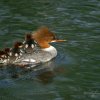 Maman harle bièvre et ses petits