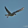 Mouette rieuse