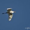 Grande aigrette