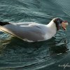 Mouette rieuse