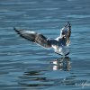 Mouette rieuse