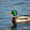 Canard colvert