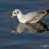 Mouette rêveuse