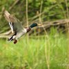 Canard colvert