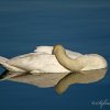 Cygne