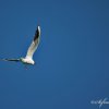 Mouette rieuse