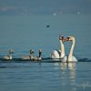 Famille de cygnes