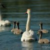 Famille de cygnes