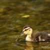 Petit canard colvert