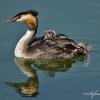 Famille de grèbes