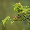 Moineau