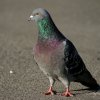 Pigeon