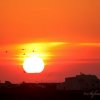 Flamants roses à six heures du matin