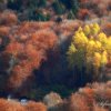 Arbres en automne