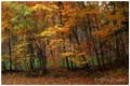 automne_couleurs.jpg