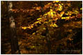 automne_feuilles2.jpg