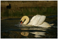 cygne_colere.jpg