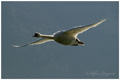 cygne_vol.jpg