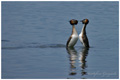 grebes_danse.jpg