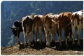 humour_vache.jpg