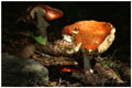 pict0033_.jpg