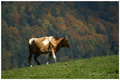 vache_automne.jpg
